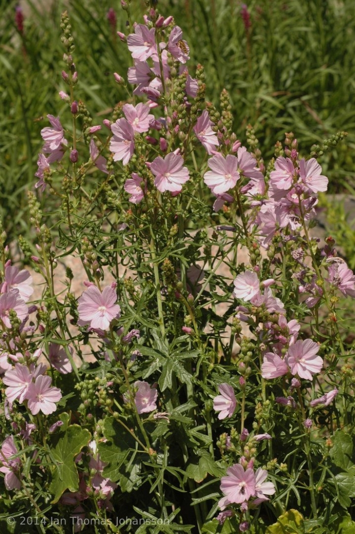 Мальва мускусная просвирник