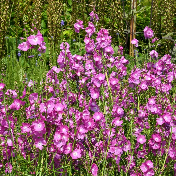 Сидальцея орегонская бриллиант