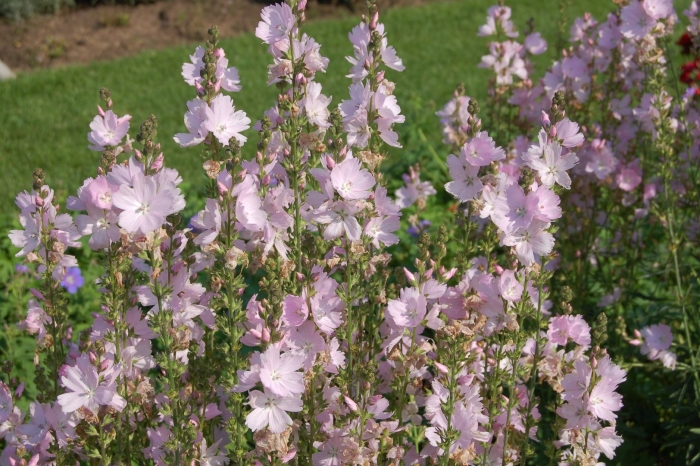 Сидальцея орегано бриллиант