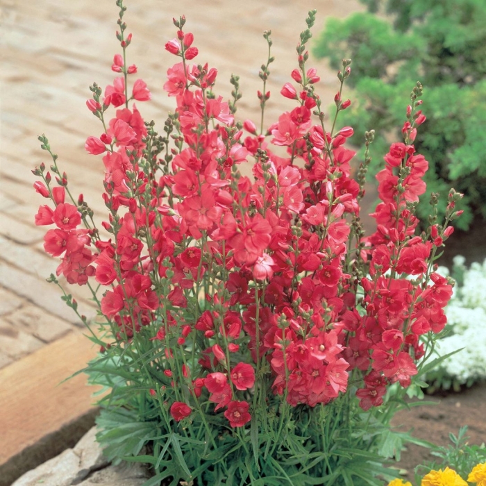 Сидальцея пати герл