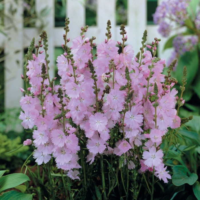 Сидальцея эльза хьюдж