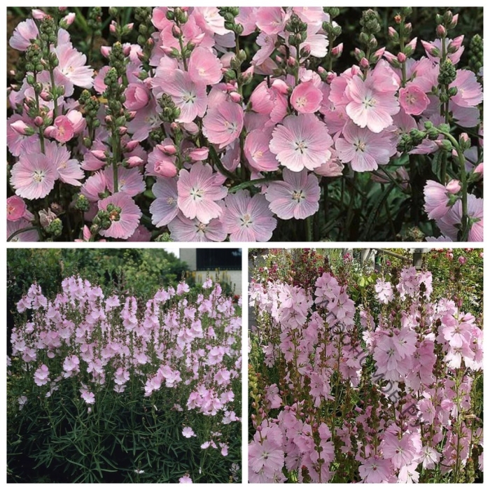 Сидальцея орегонская бриллиант