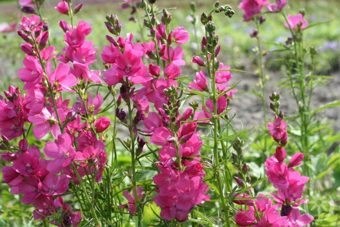 Сидальцея орегонская бриллиант