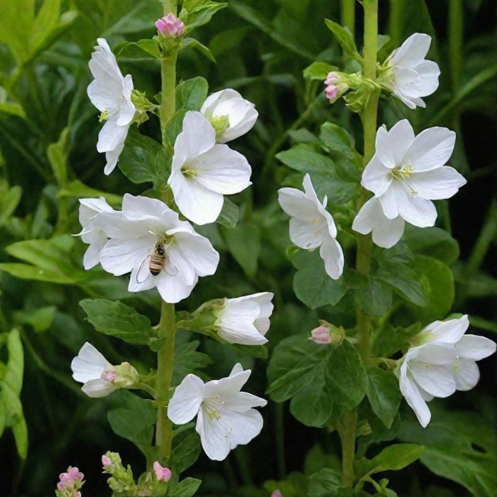 Мальва мускусная альба