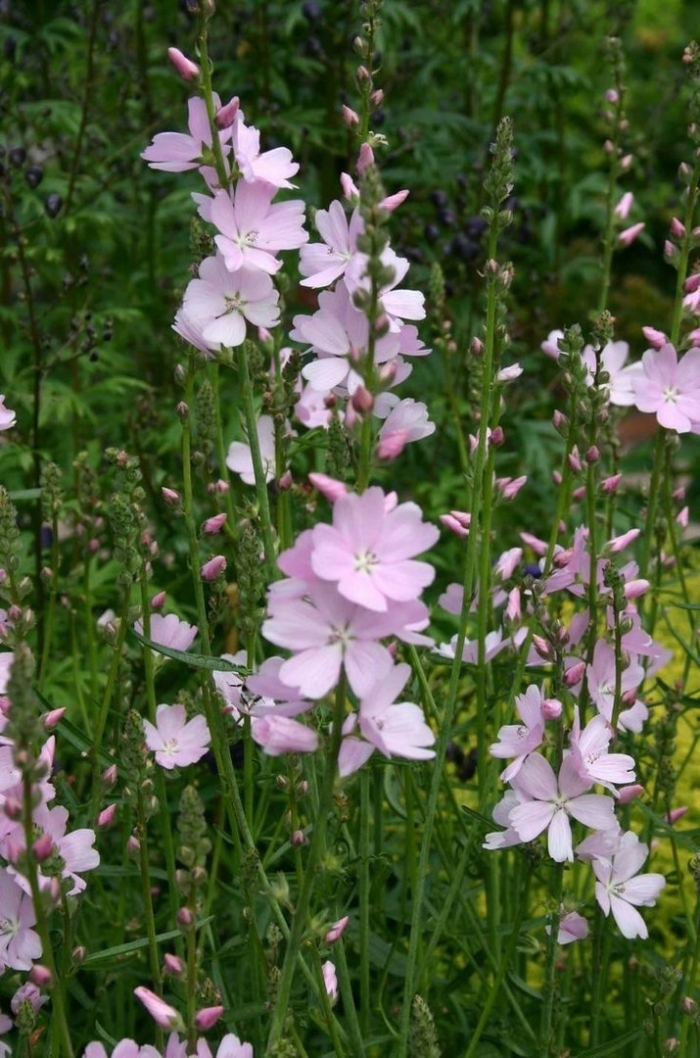 Sidalcea malviflora