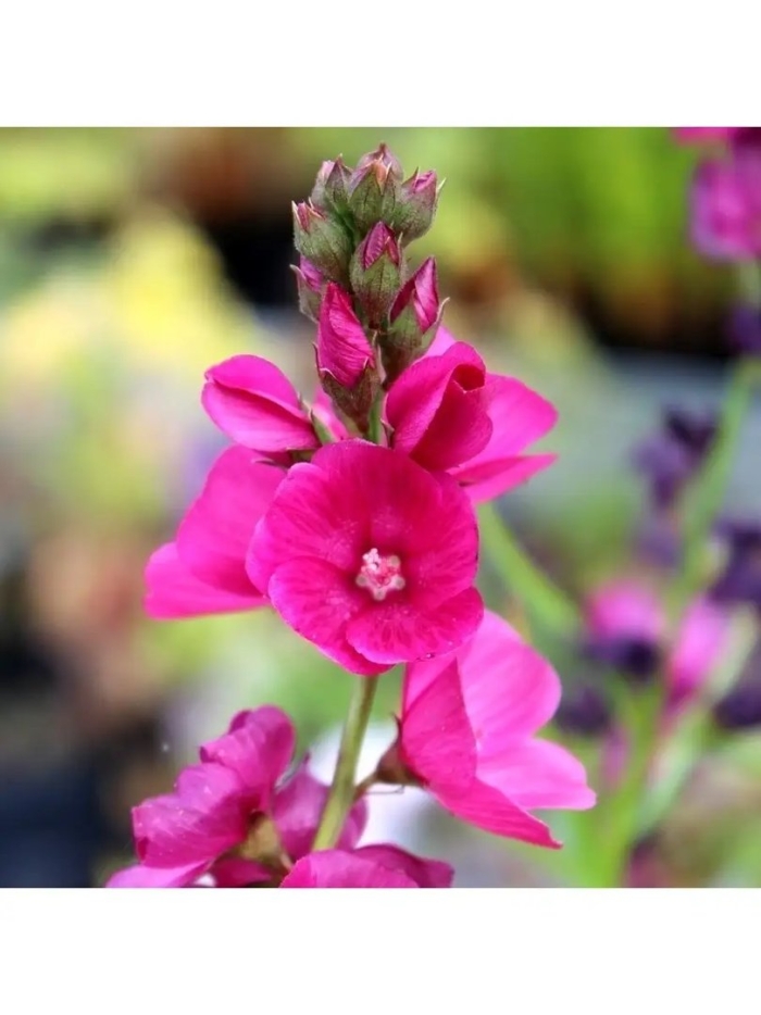 Sidalcea oregana brilliant