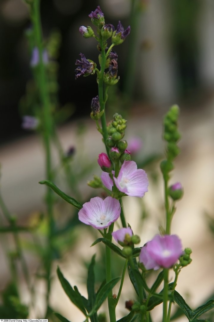 Sidalcea malviflora