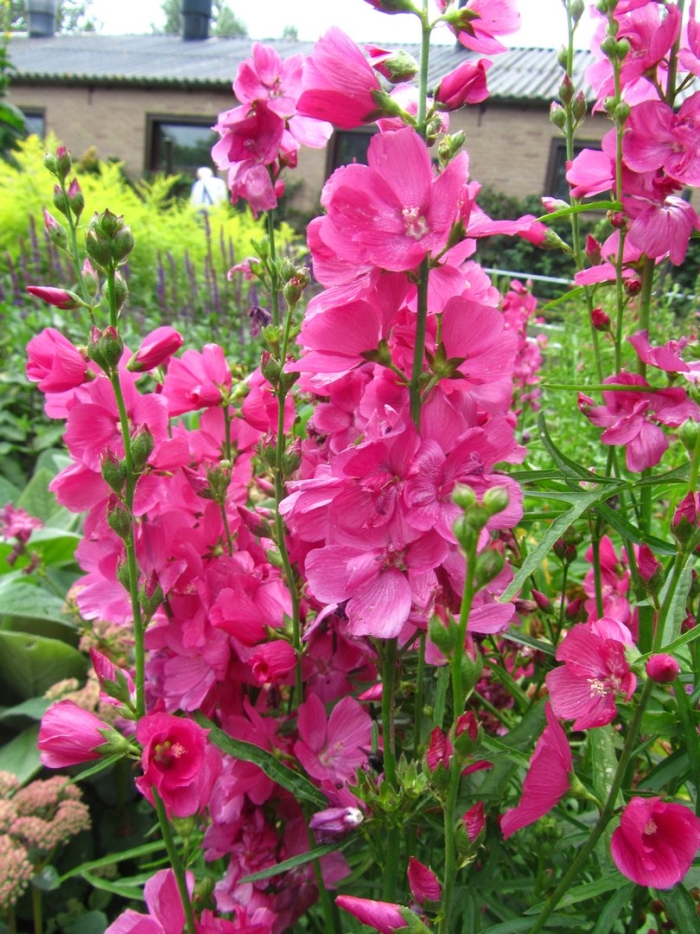 Сидальцея орегонская бриллиант