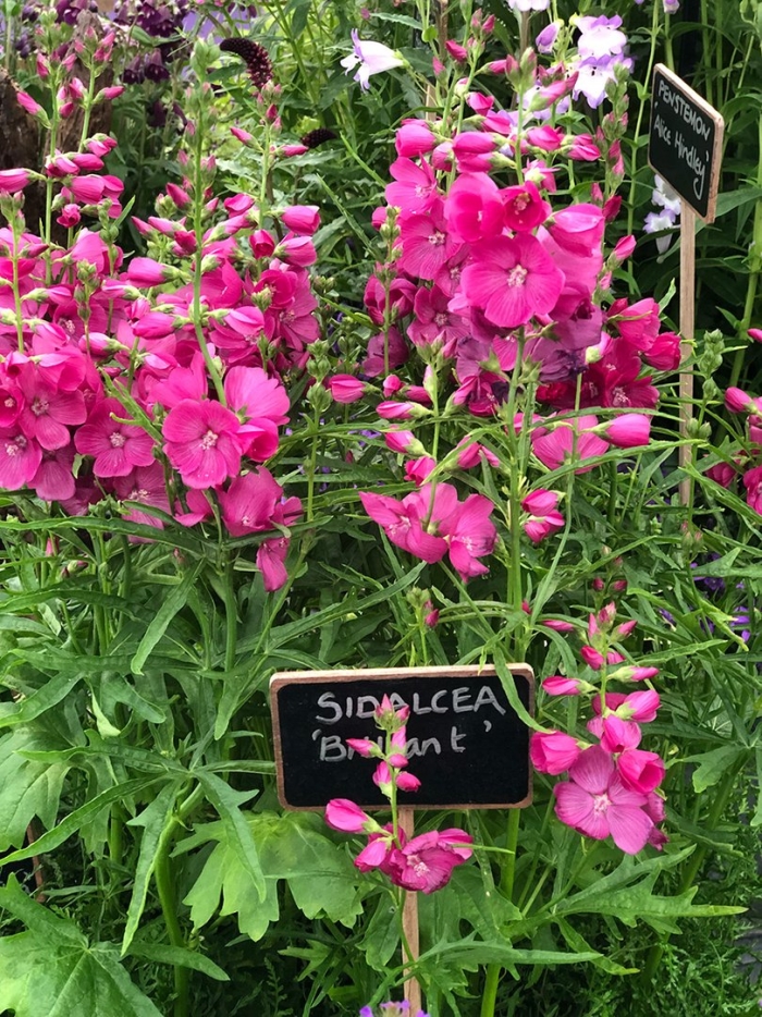 Пенстемон хартвега сенсация