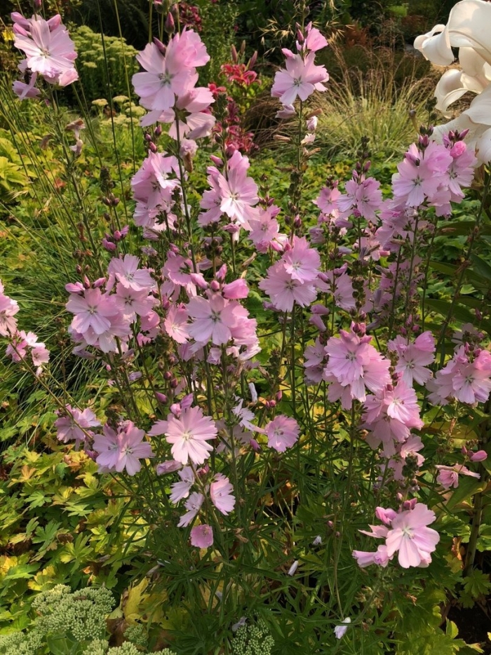 Sidalcea elsie heugh