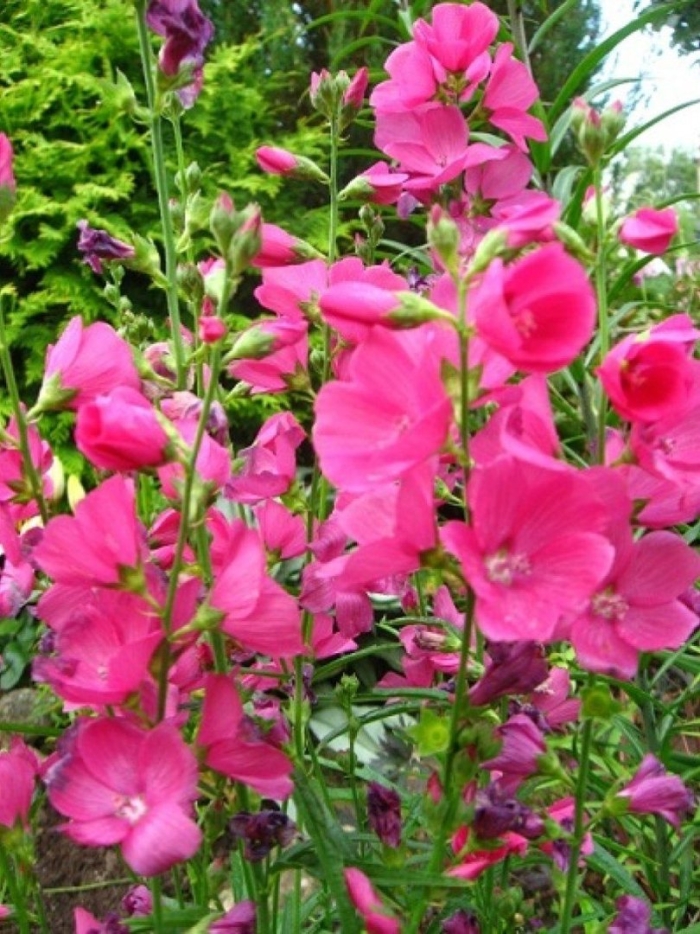 Сидальцея бриллиант