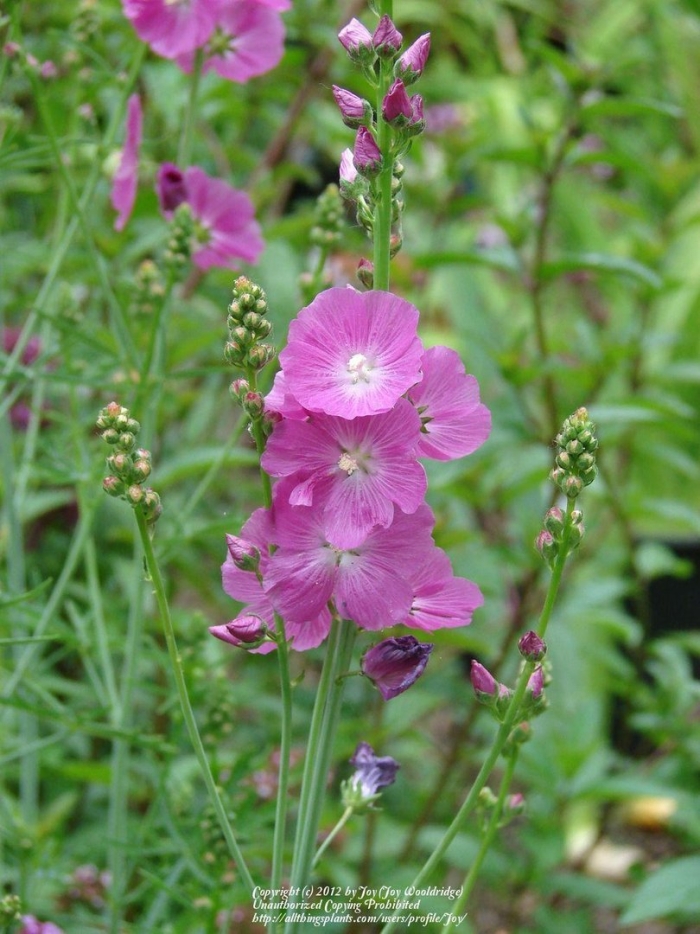 Сидальцея многолетник бриллиант