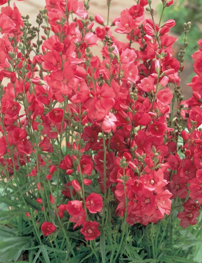 Сидальцея бриллиант