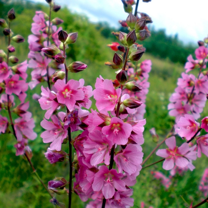 Вербаскум pink domino