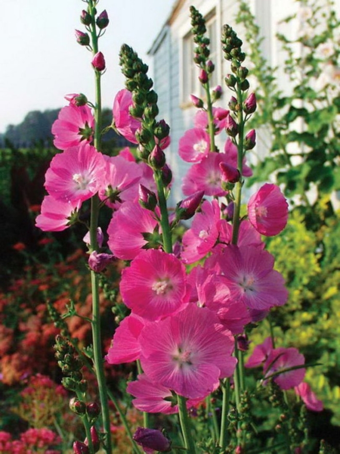 Высокие цветы многолетники