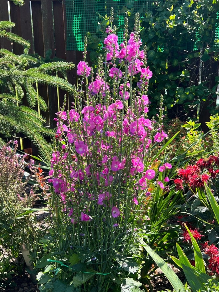 Сидальцея многолетник