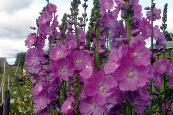 Сидальцея многолетник