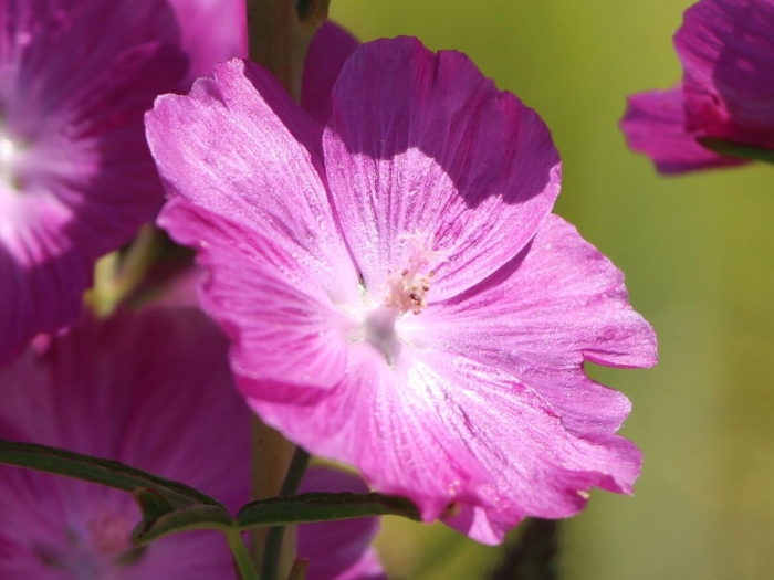 Сидальцея орегано бриллиант