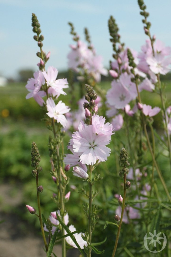 Сидальцея элси хью