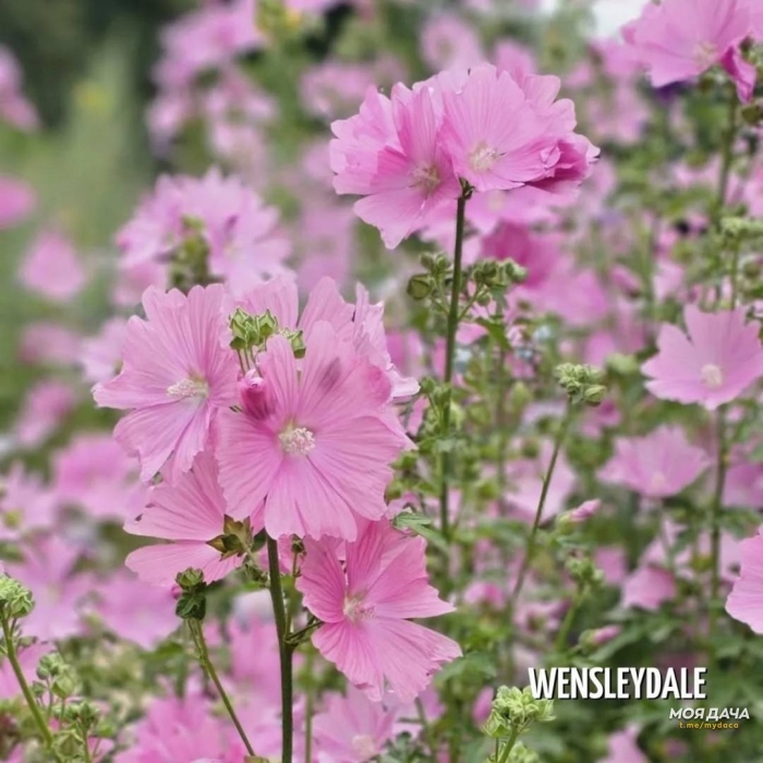 Лаватера хатьма