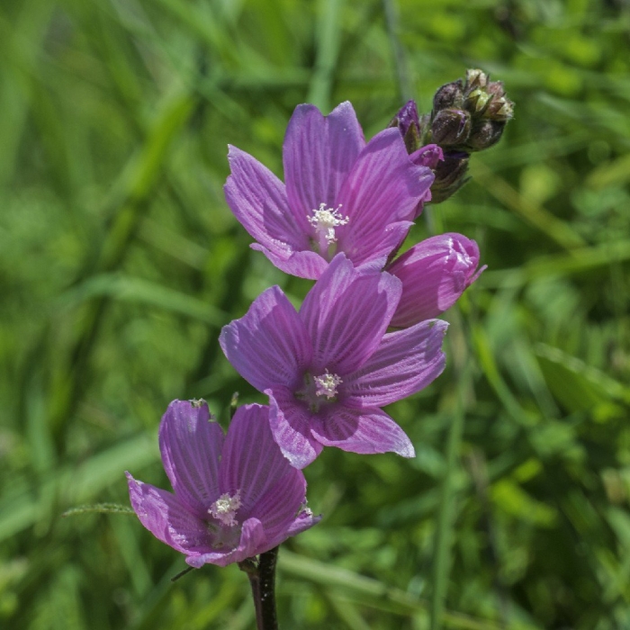Sidalcea glaucescens