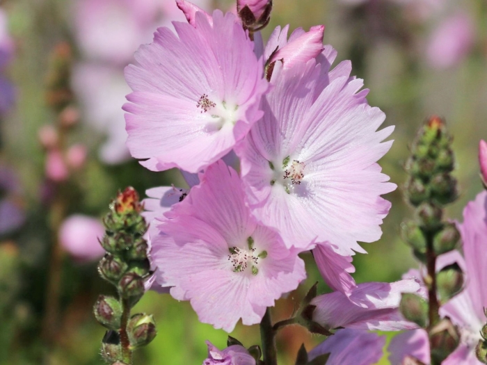 Сидальцея орегонская бриллиант