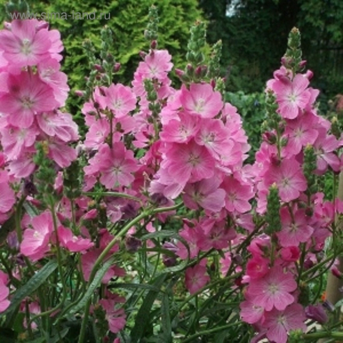 Сидальцея орегонская бриллиант