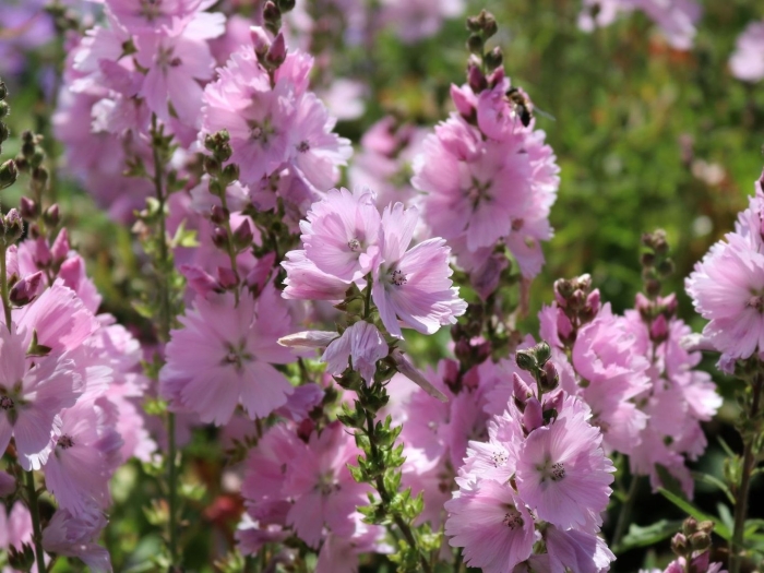 Сидальцея элси хью