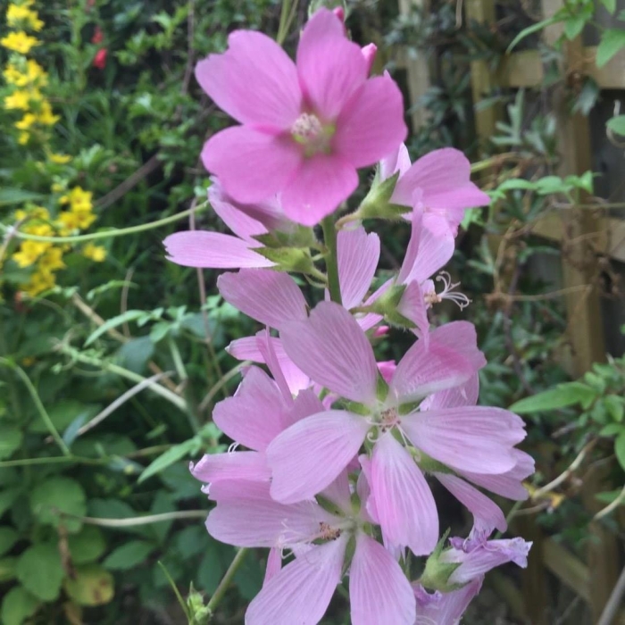 Сидальцея орегано бриллиант