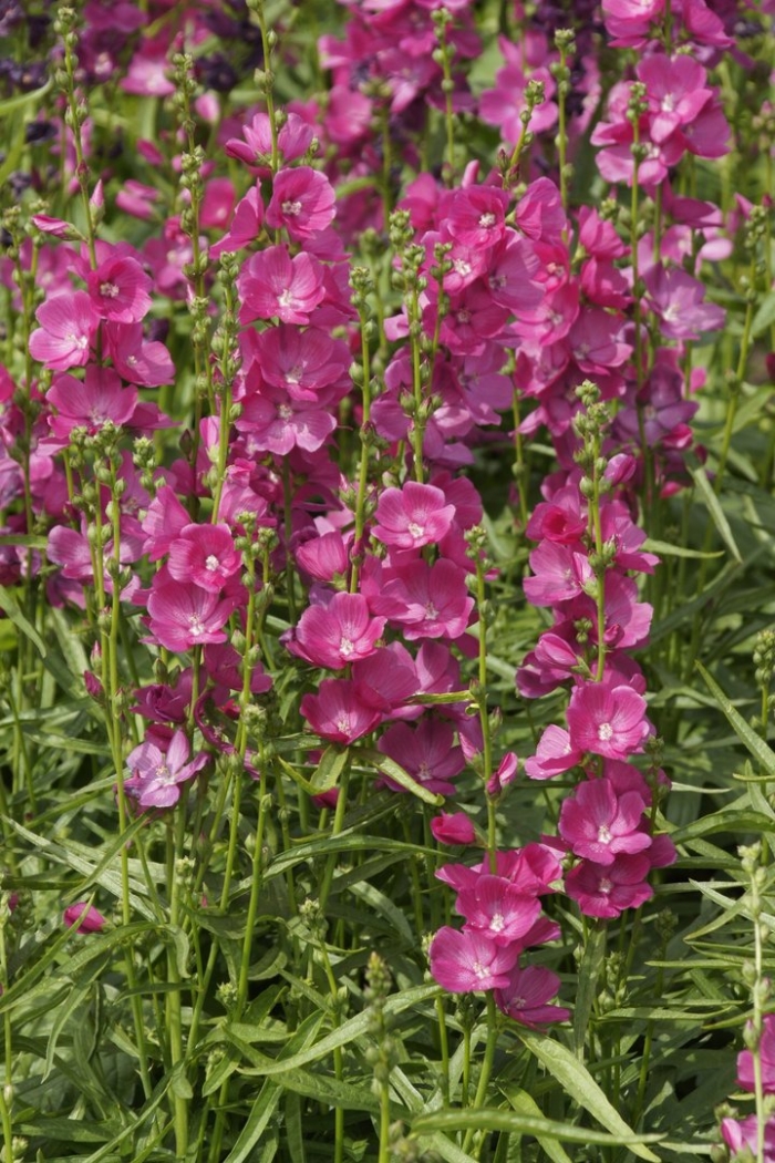 Сидальцея орегонская бриллиант