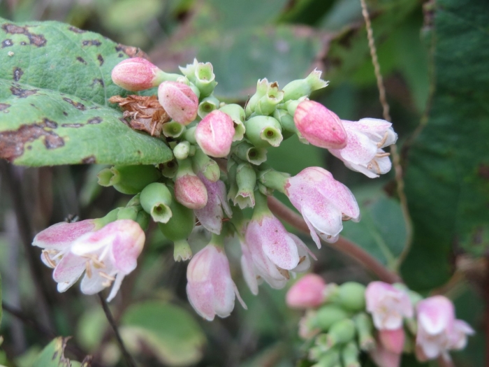 Снежноягодник цветы