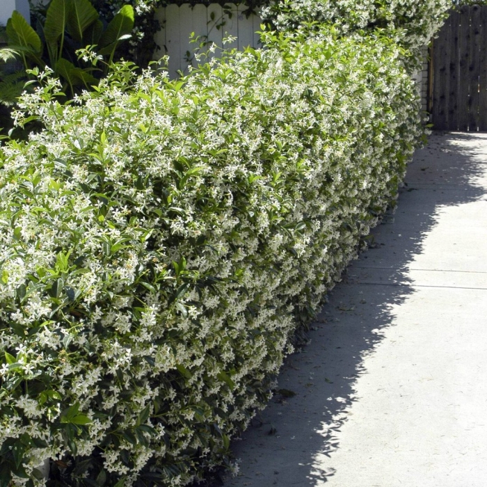 Жасмин чубушник живая изгородь