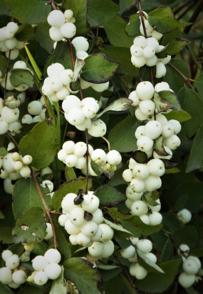 Снежный ягодник