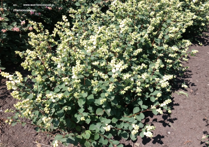 Снежноягодник мэджикал