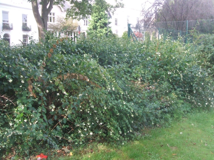 Жимолость каприфоль изгородь