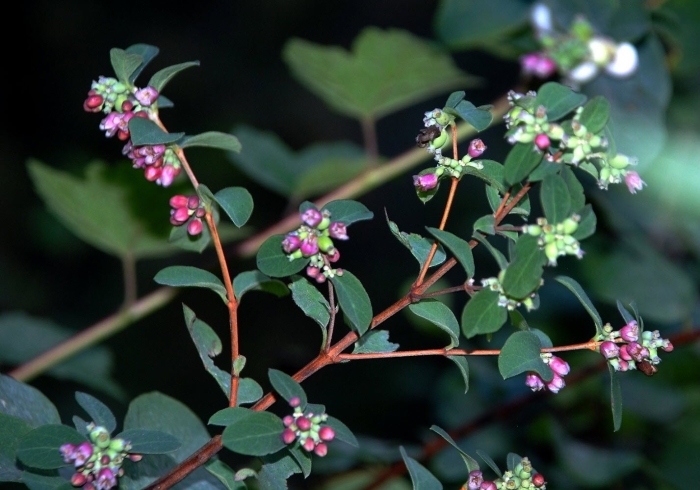Symphoricarpos albus