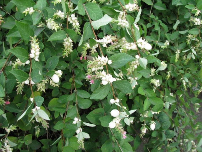 Снежноягодник цветение