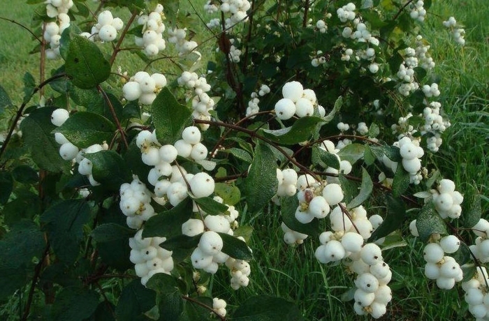 Снежноягодник куст