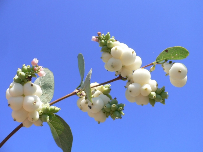 Снежноягодник доренбоза