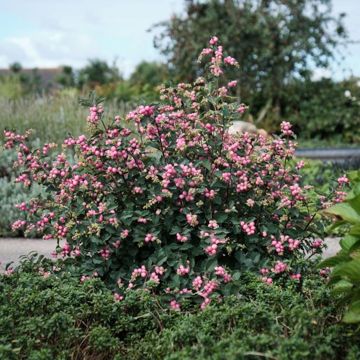 Снежноягодник доренбоза