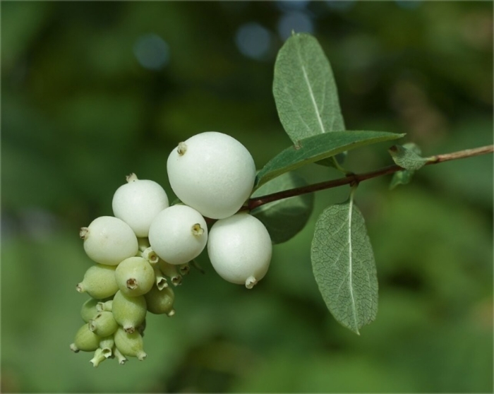 Снежноягодник белый ветка
