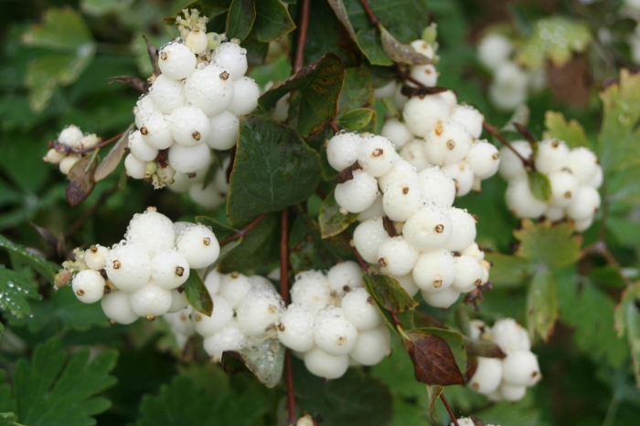 Снежноягодник  white hedge