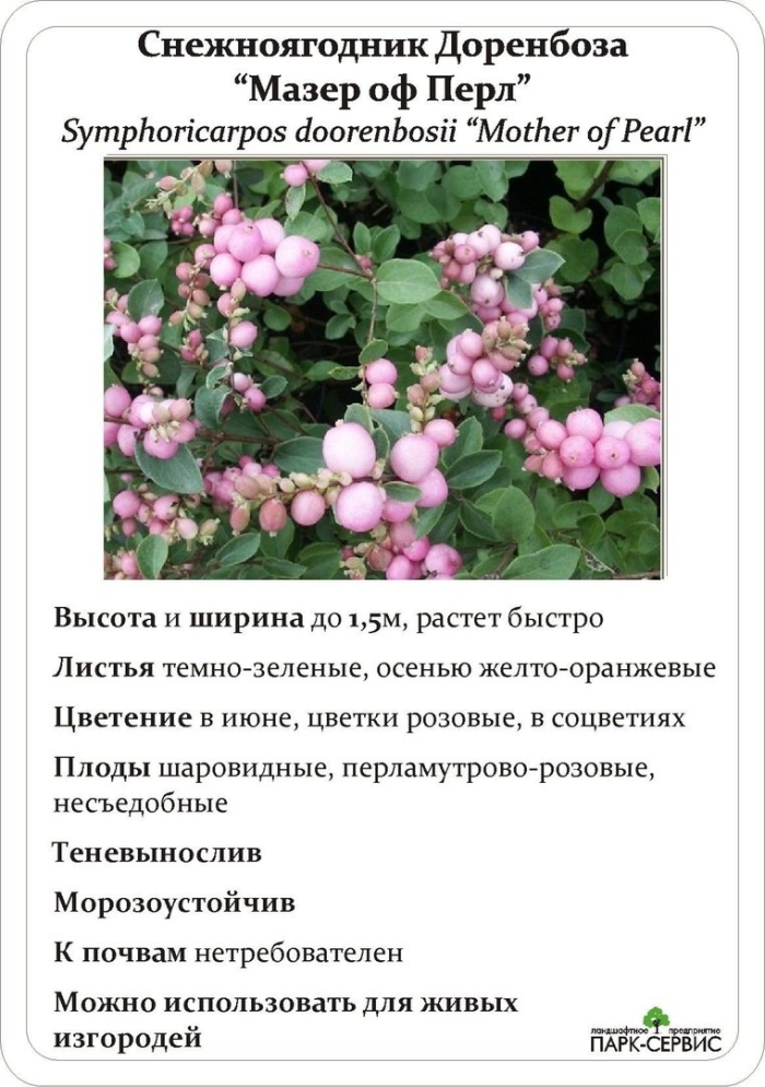 Снежноягодник доренбоза куст