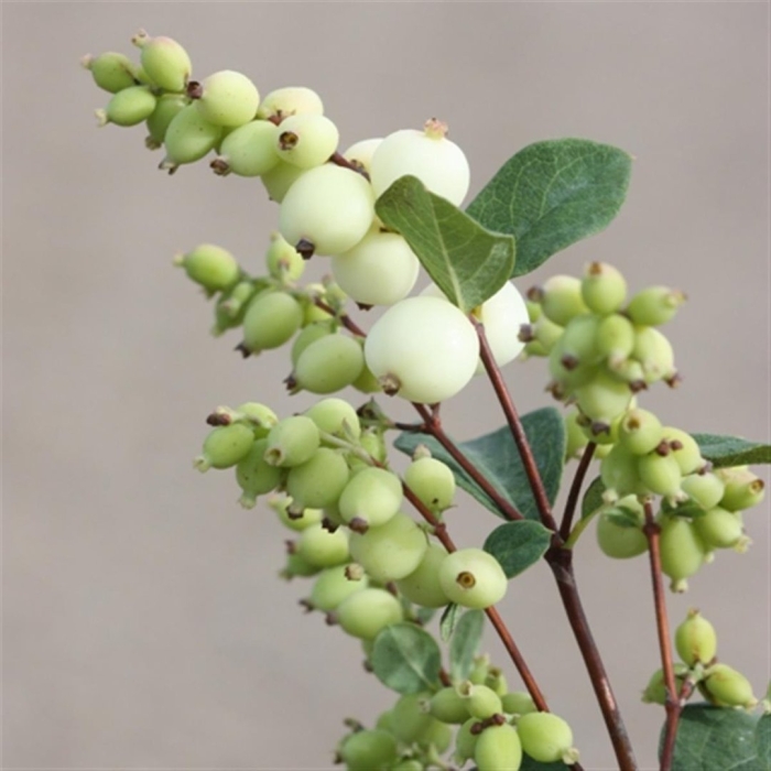 Снежноягодник черри берри