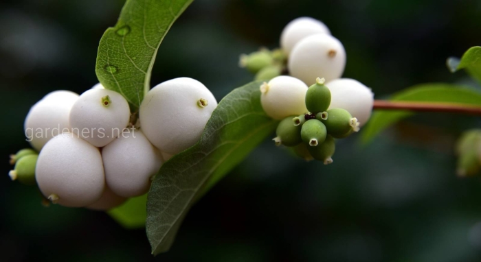 Снежноягодник белый symphoricarpos albus