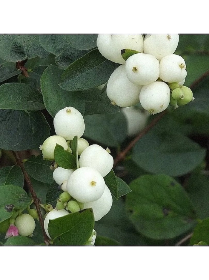 Снежноягодник (symphoricarpos)