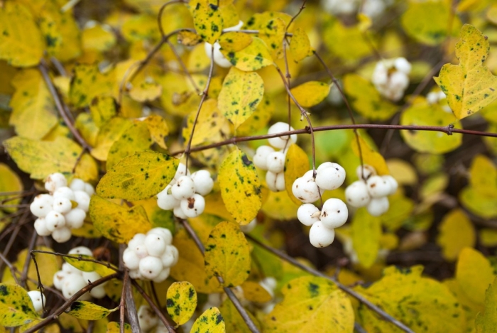 Снежноягодник белый (symphoricarpos albus) куст