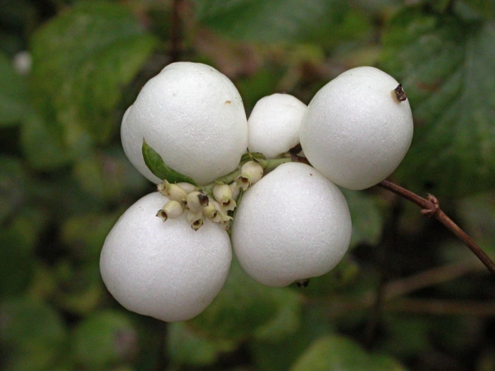 Снежноягодник доренбоза