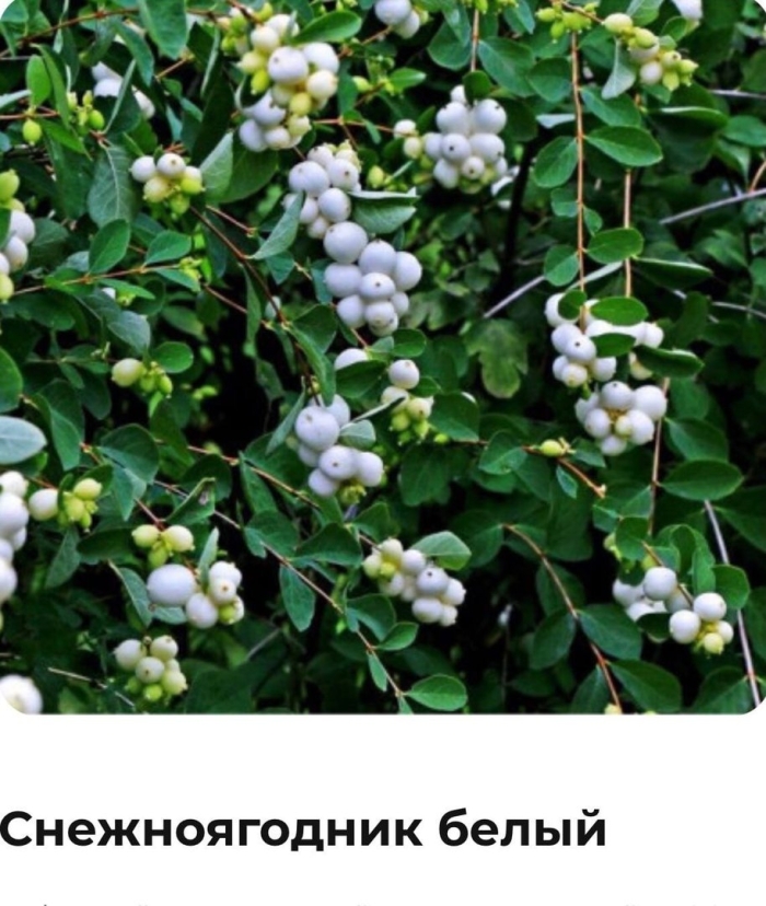 Снежноягодник живая изгородь