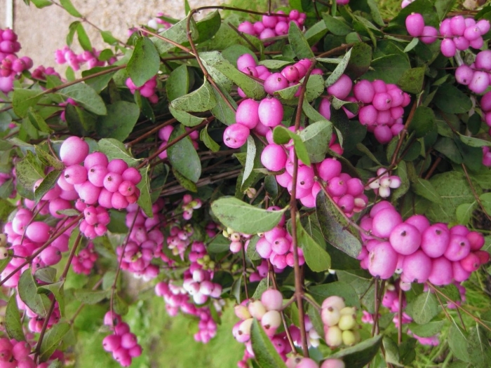 Снежноягодник доренбоза мэджик берри